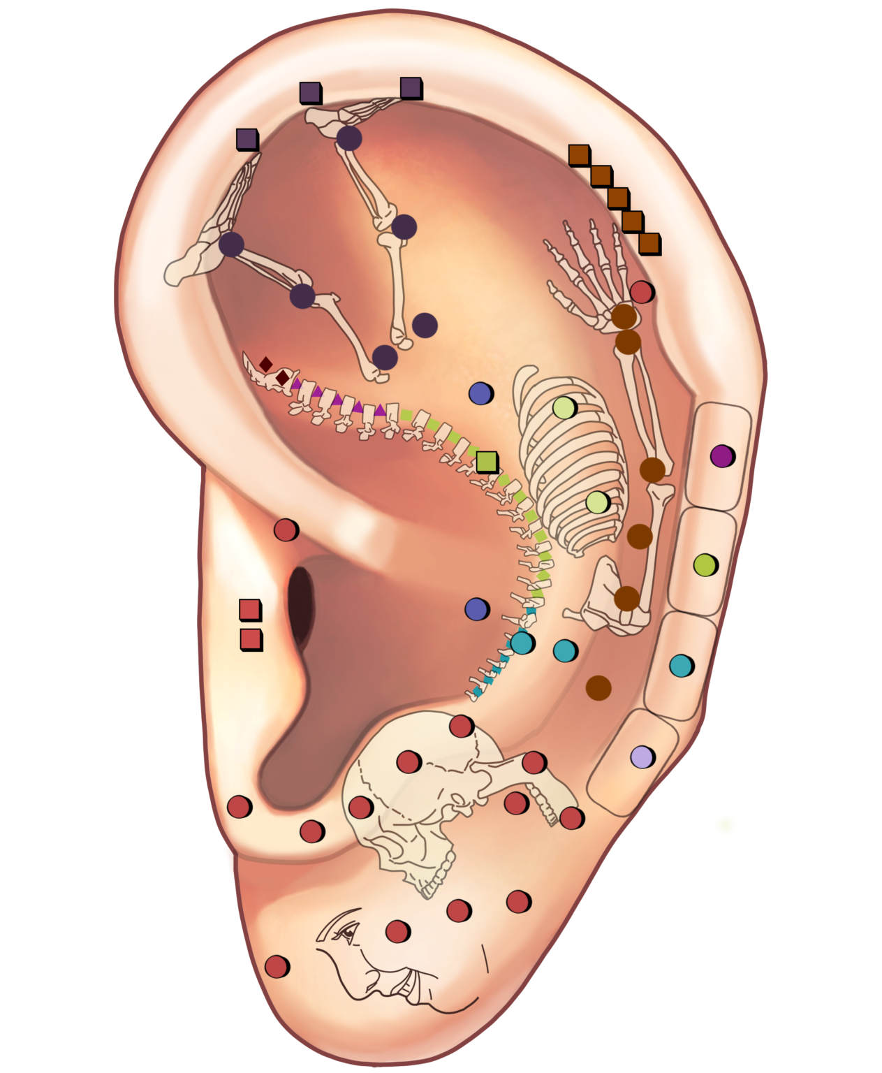 Advanced Ear Reflexology Neurological And Stress Related Disorders