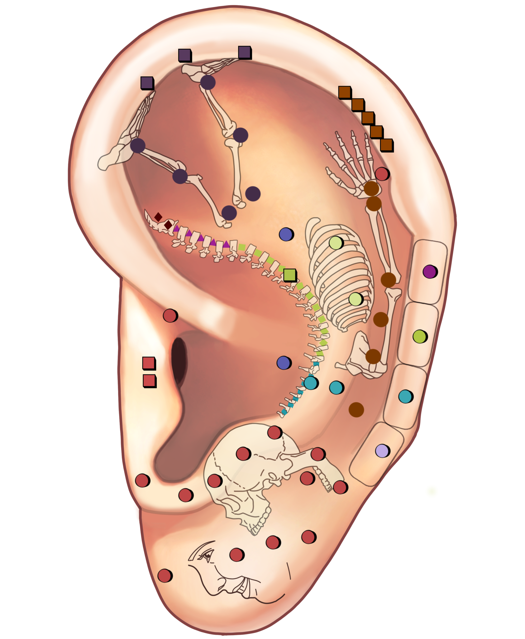 Ohr Reflexologie Aufbaukurs Reflex 2 Relax